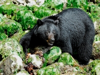 Bears Watching Images