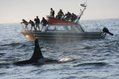 WASCO - 12 Passenger Vessel with Orcas