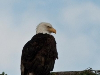 bald-eagle