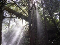hot-springs-cove-canopy