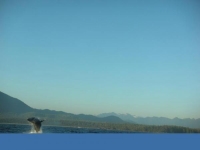 humpback-breech