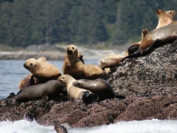 sea-lions