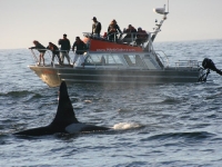 WASCO - 12-Passenger Vessel