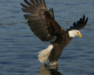 West Coast Aquatic Safaris Past Season Images