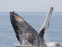 Whale Watching Images