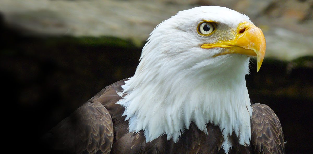 Bald Eagle Watching