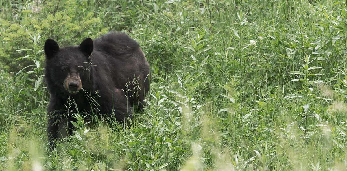 Tofino Wildlife — Black Bear