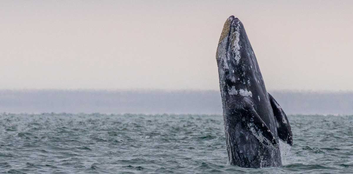 Tofino Wildlife — Grey whale