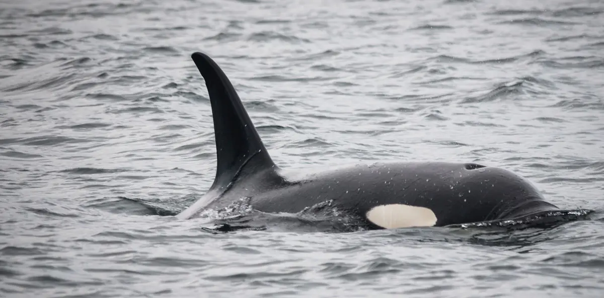 Tofino Wildlife — Orcas