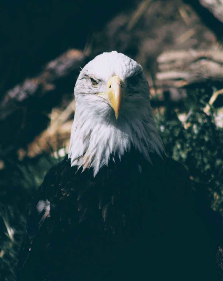 Whale watching tour bald eagle sighting