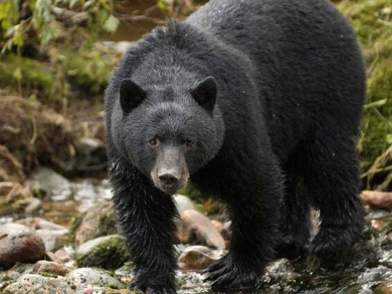 bear watching tours tofino