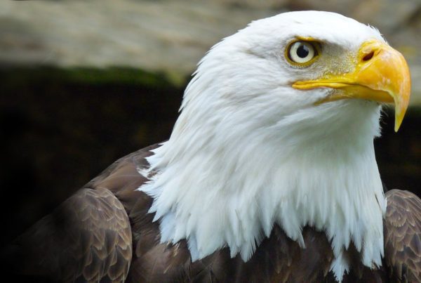 Tofino Wildlife — Bald Eagle