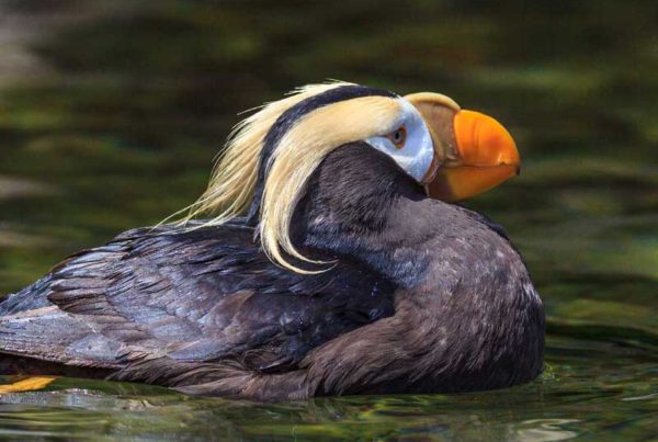 Tofino whale watching tours bird watching tours