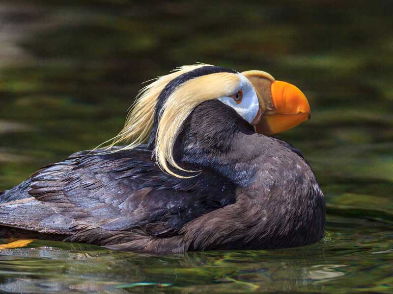 Tofino Birdwatching Information: Tufted Puffins