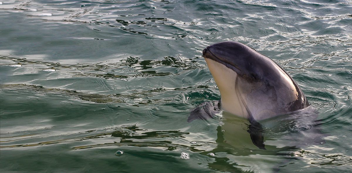 Tofino Wildlife — Harbour Porpoise
