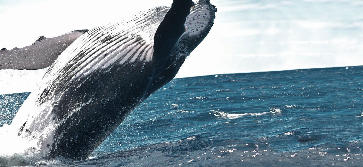 Tofino Wildlife — Humpback whale