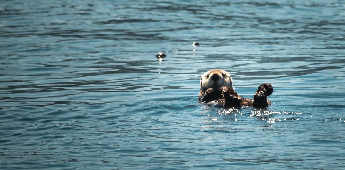 Tofino Wildlife — Sea Otter