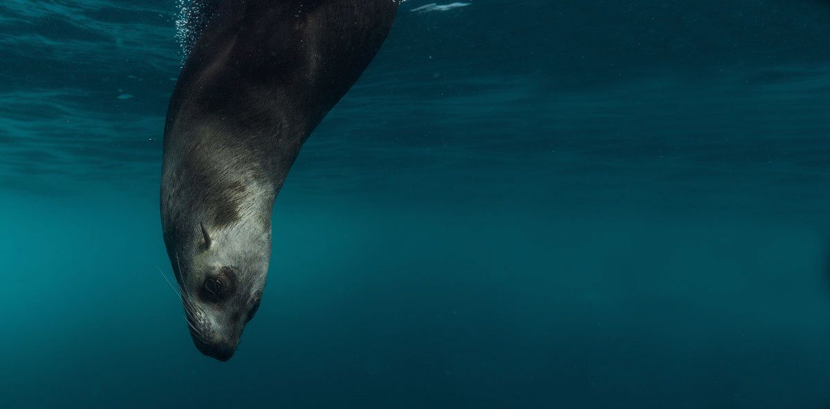 Tofino Wildlife — Sea Lion