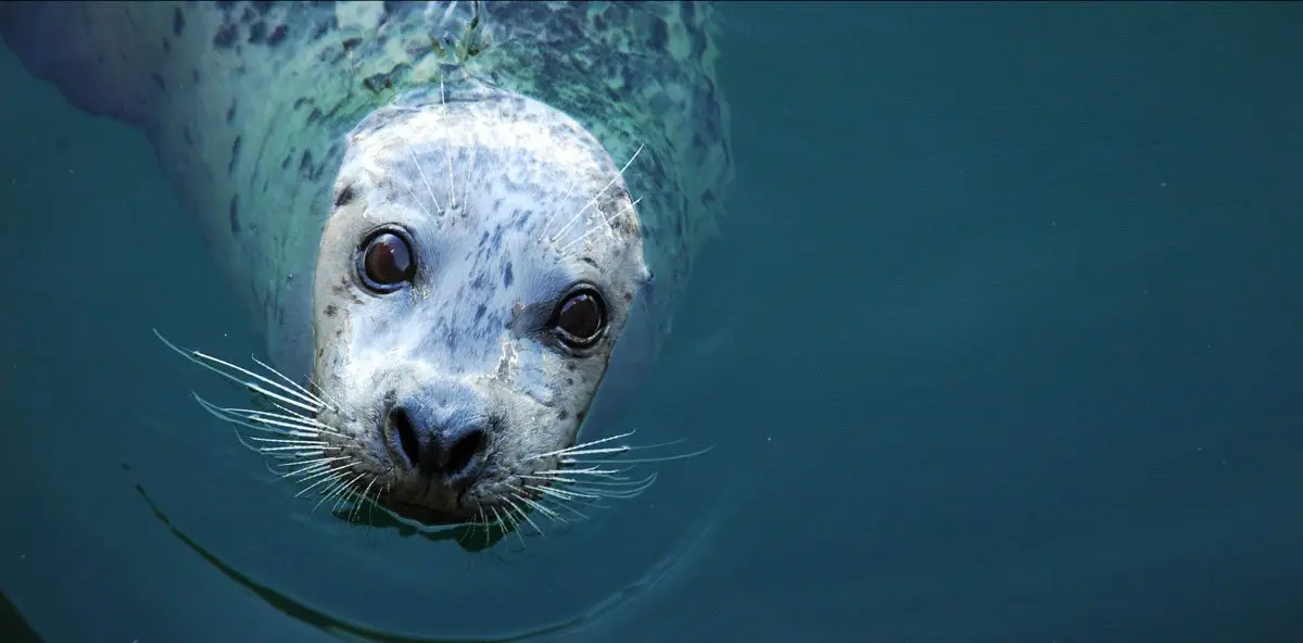 Tofino Wildlife — Seal