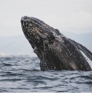 aquatic safaris tofino