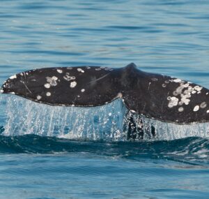 tofino whale watching tours