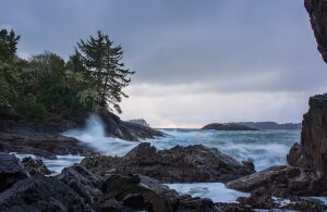 tofino wildlife and attractions