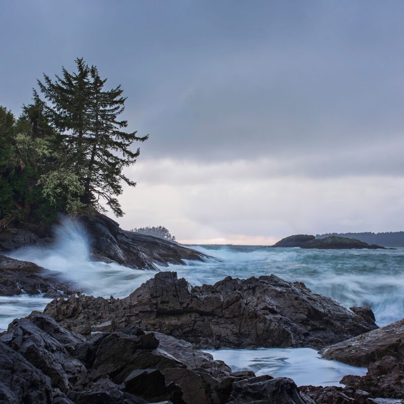 tofino wildlife and attractions