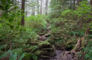 west coast trail tofino