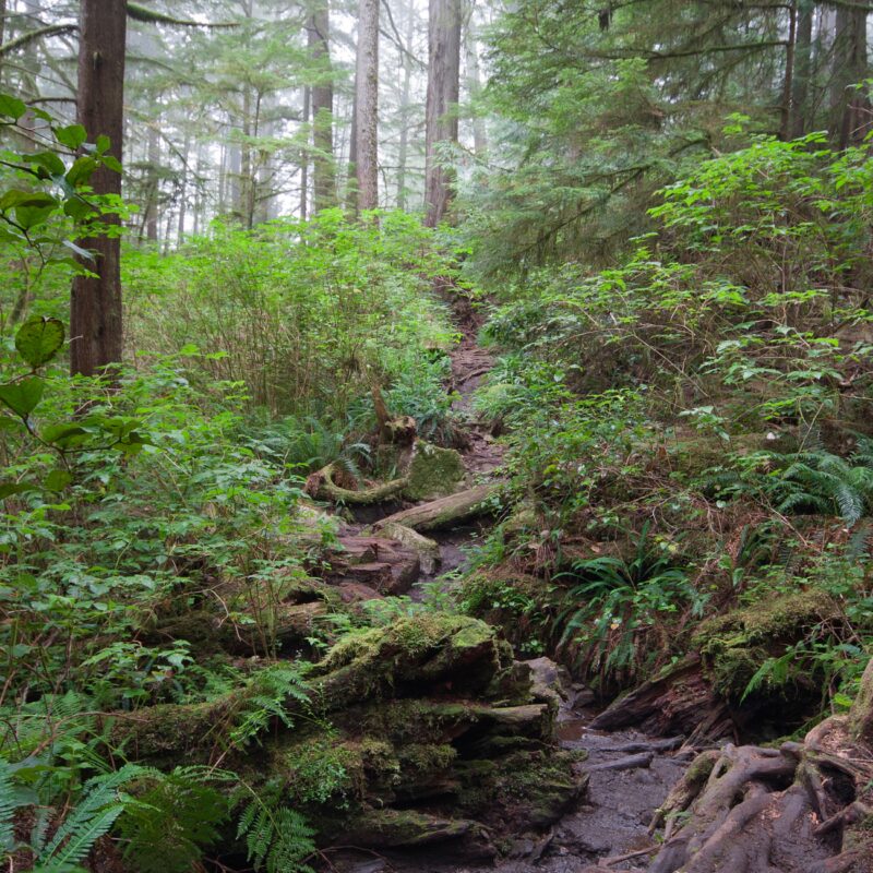 west coast trail tofino