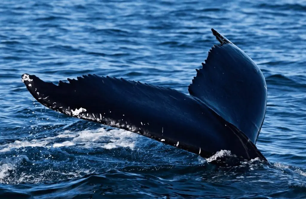 Whale tail emerging from water