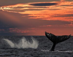 whale watching tours in tofino