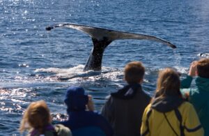 whale watching in tofino