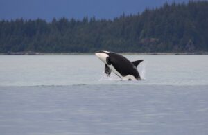 orcas and tofino wildlife