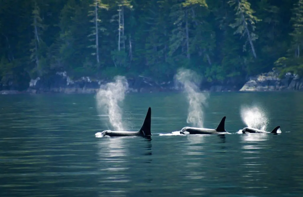 orcas on whale watching tour in tofino swimming through the pristine waters