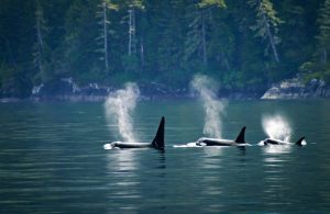 orcas on whale watching tour in tofino