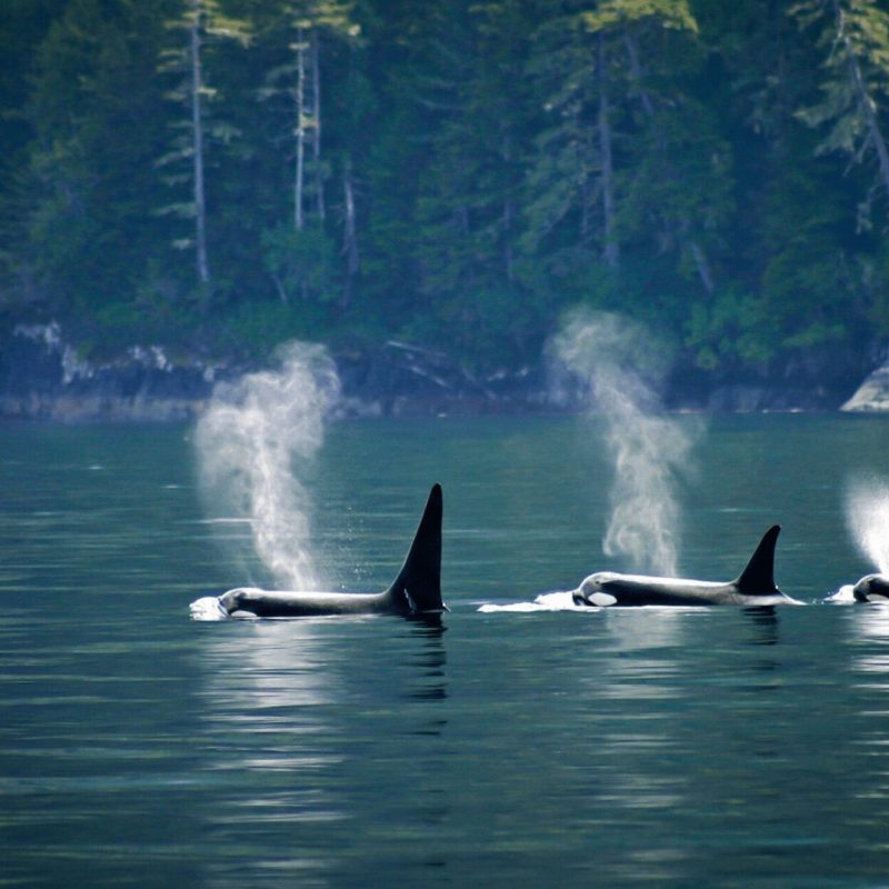 orcas on whale watching tour in tofino