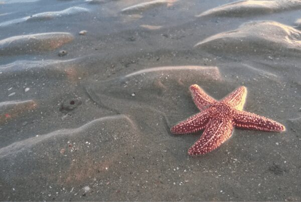 sea stars and tofino wildlife