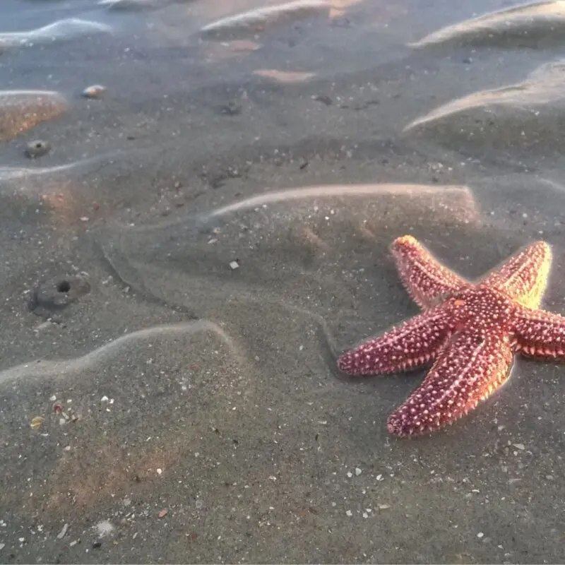 sea stars and tofino wildlife