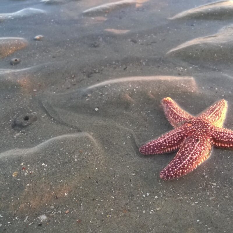 sea stars and tofino wildlife