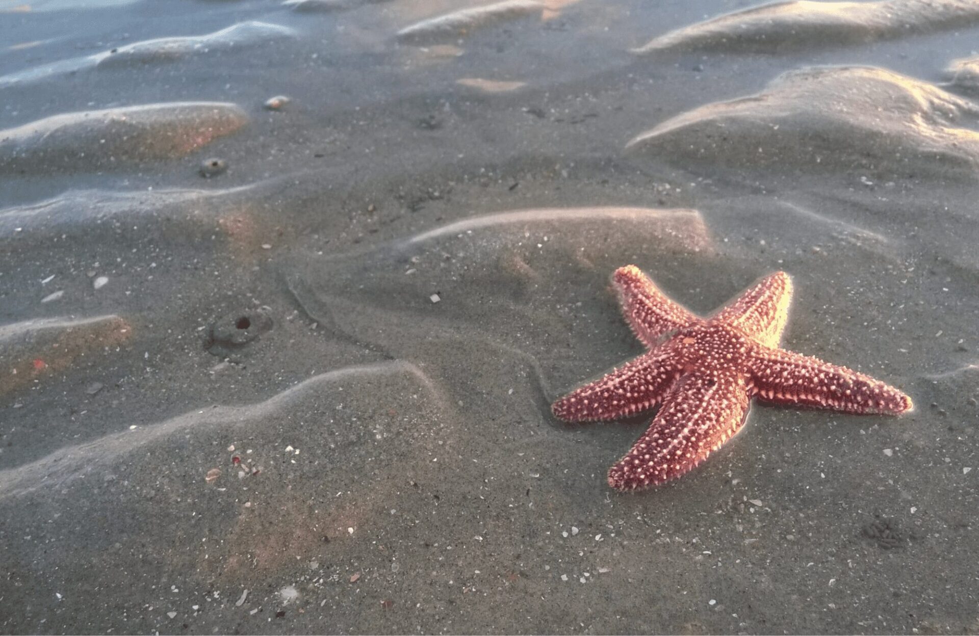 10 Types of Marine Wildlife in Tofino