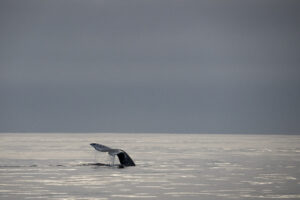 whale watching in tofino weather