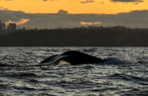 whale watching tour in tofino