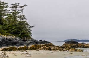 wildlife in tofino