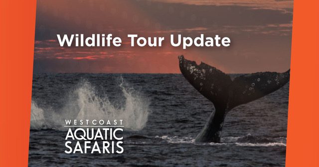 Upcoming Wildlife Tours – June 10th, 2022