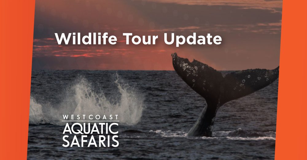 Upcoming Wildlife Tours – June 12th, 2022