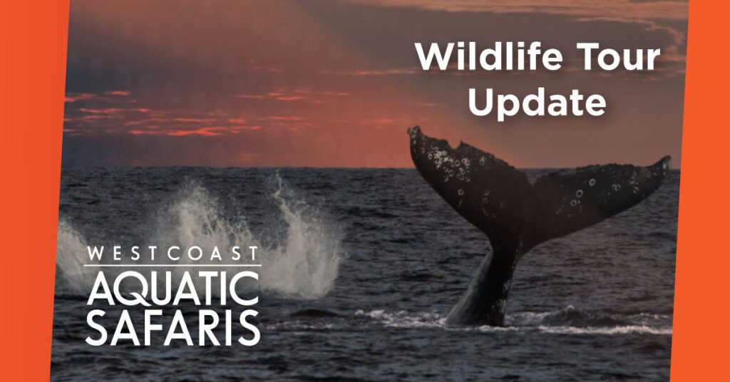 west coast aquatic safaris promo code