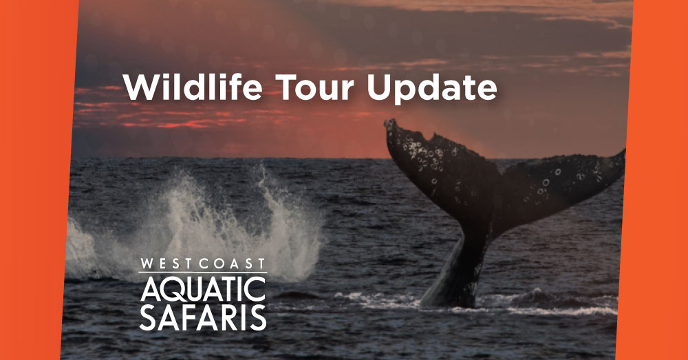 Wildlife Tour Update, August 18