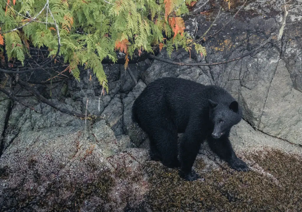 Black bear climbing on rocky coastal terrain with green and orange foliage.