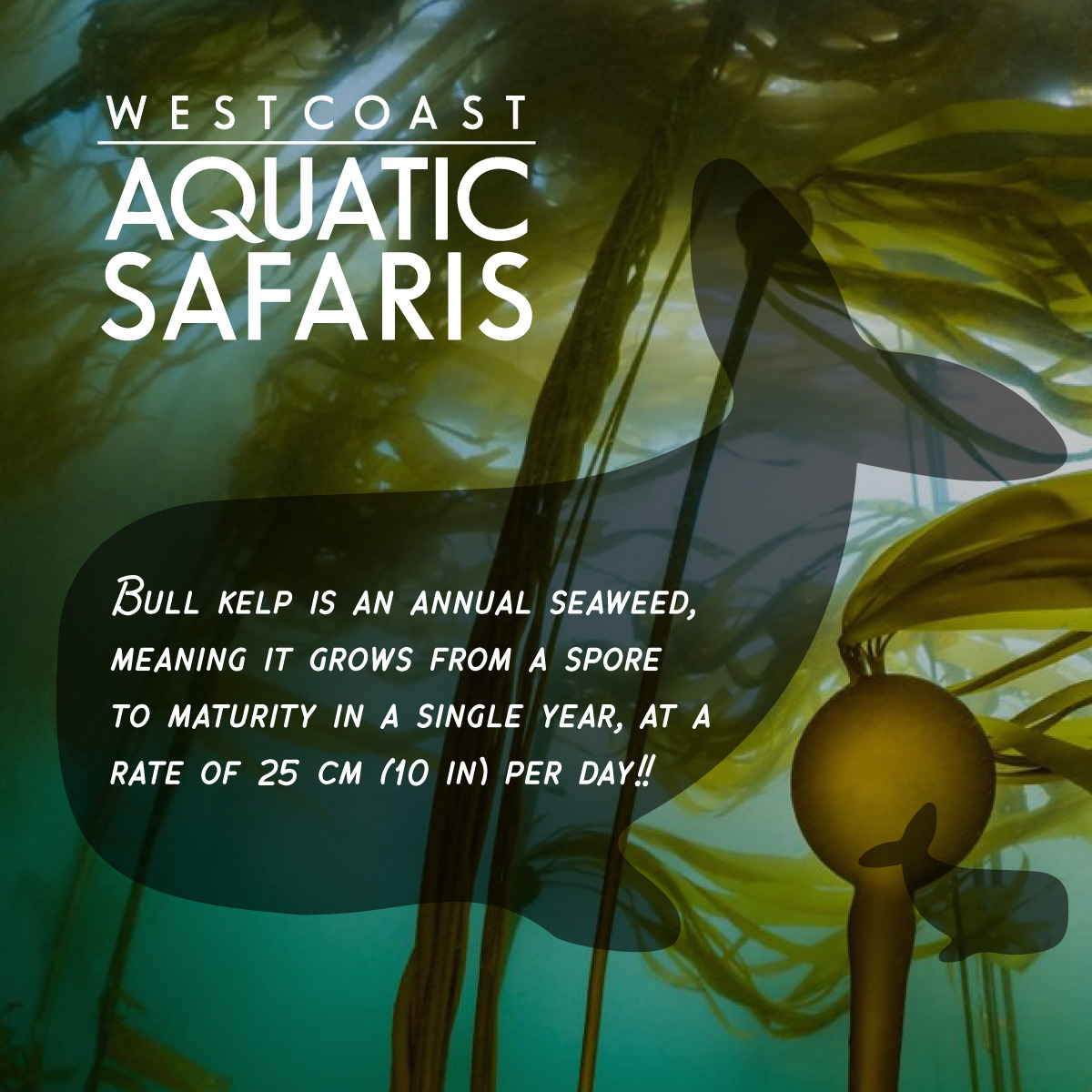 west coast aquatic safaris promo code