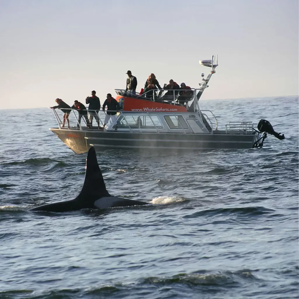Orca whale dorsal fin surfacing next to a whale-watching tour boat.